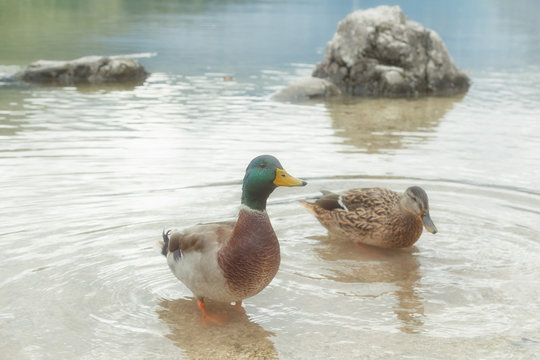 Ducks in nature.