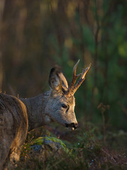 Roe deer (Capreolus capreolus).