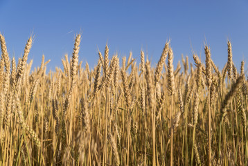 Ears of wheat growing on the field