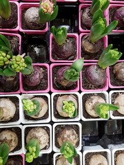 Cebulki roślin © michalsen