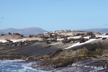 Seal colony at Seal Island, Cape town, South Affica