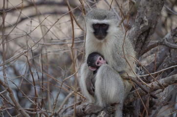 Vervet Monkey