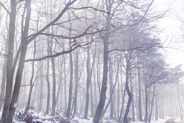 Winter cold forest