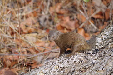 Dwarf Mongoose