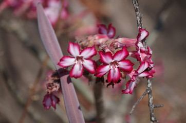 Impala Lily
