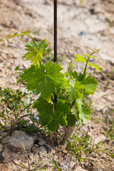newly planted grape fine with support rod