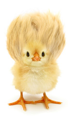 Crazy yellow chick with ridiculous hair