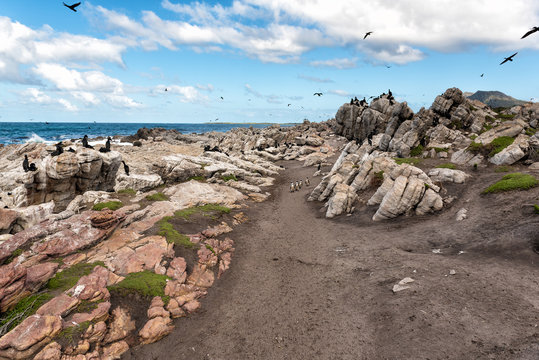 Rocky coastline of Bettys Bay in South Africa with its wildlife. Groups of birds and penguins are shown. The rough landscape extends to the horizon where it meets the cloudy blue sky.  