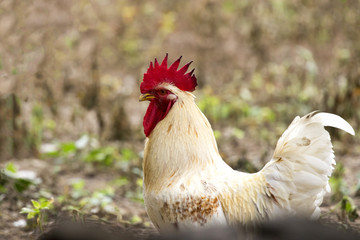Image of a chicken on nature background. Farm animals.