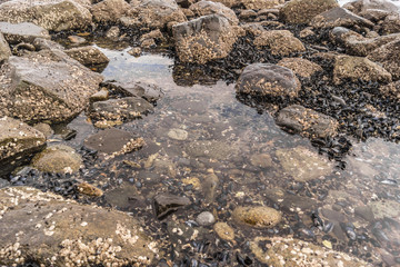 Mussels and anemones