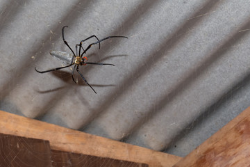  Northern giant golden orb weaver in web near Kuranda