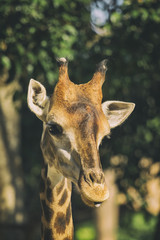 Image of a giraffe head on nature background. Wild Animals.