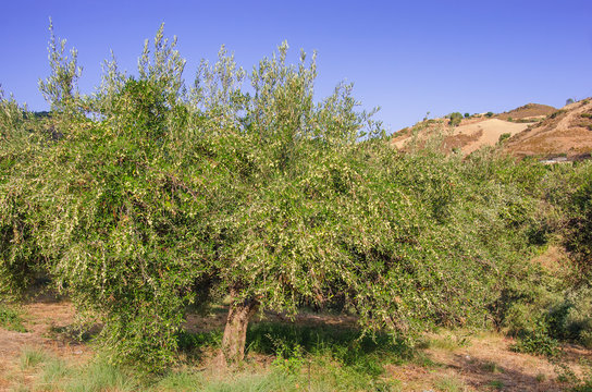 Olive trees hill