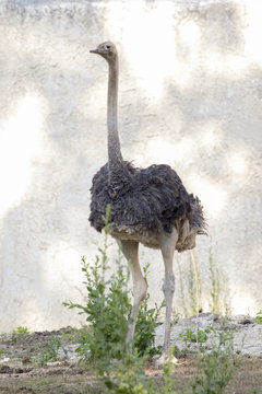Image of an ostrich on nature background. Wild Animals.
