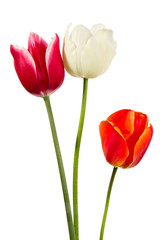 Multi-coloured tulips