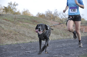Dog and its owner taking part in a popular canicross race