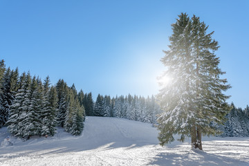 Schneelandschaft mit Gegenlicht