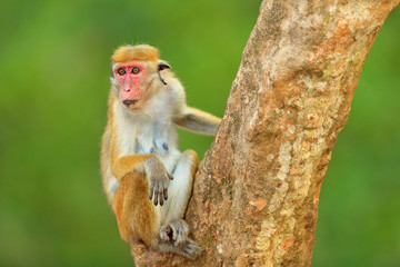 Macaque in nature habitat, Sri Lanka. Detail of monkey, Wildlife scene from Asia. Beautiful colour forest background. Macaque in the forest. Toque macaque, Macaca sinica, monkey with evening sun.