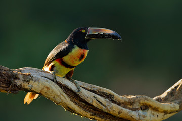 Collared Aracari, Pteroglossus torquatus, bird with big bill. Toucan sitting on the branch in the forest, Boca Tapada, Laguna de Lagarto Lodge, Costa Rica. Nature bird travel in central America.