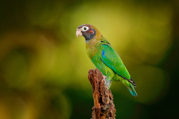 Red-crowned parrot, Amazona viridigenalis, Costa Rica.