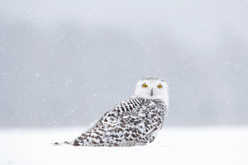 Winter scene with white owl. Snowy owl, Nyctea scandiaca, rare bird sitting on the snow, snowflakes in wind, Manitoba, Canada. Wildlife scene from snowy nature. Yellow eyes in white.
