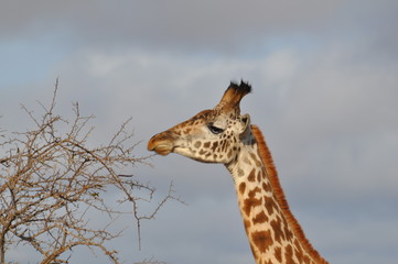 giraffa