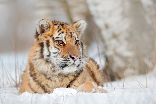 Siberian tiger in snow fall, birch tree. Amur tiger sitting in snow. Tiger in wild winter nature. Action wildlife scene with danger animal. Cold winter in tajga. Snowflake with beautiful background.
