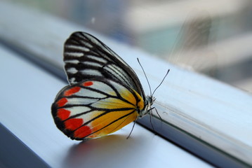 Obraz premium White-yellow-orange Jezebel butterfly on the window in the morning.