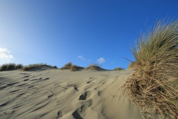 Fototapeta na wymiar dunes of the Touquet côte d 'Opale , pas de Calais, hauts de France , France 