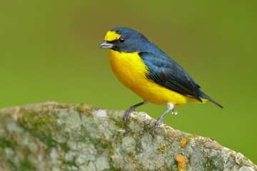 Bird from Costa Rica forest. Yellow-throated Euphonia, Euphonia hirundinacea, blue and yellow exotic bird from the Costa rica. Birdwatching in South America. Tanager with clear green background.