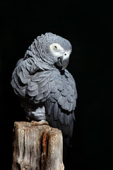 African Grey Parrot, Psittacus erithacus, sitting on the branch. Parrot from Gabon, Africa....