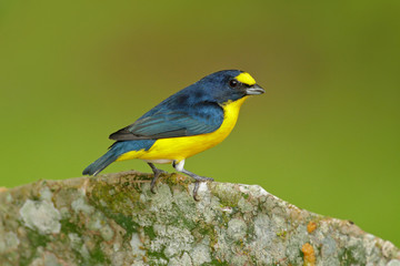 Bird from Costa Rica forest. Yellow-throated Euphonia, Euphonia hirundinacea, blue and yellow exotic bird from the Costa rica. Birdwatching in South America. Tanager with clear green background.