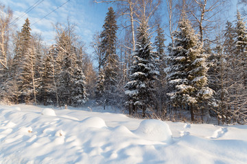 Winter landslape in a forest