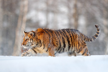 Siberian tiger walking in snow. Winter scene with amur tiger. Wildlife scene from nature.