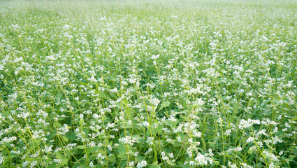 buckwheat flower fields, green landscape, green field