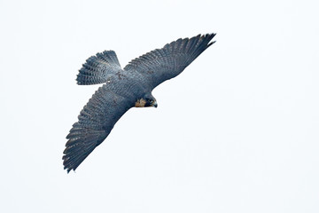 Flight of Peregrine Falcon. Bird of prey with fly wings. White light sky background. Action scene in the nature tree habitat, Germany. Wildlife scene from nature.