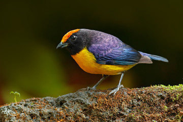 Slate-throated Redstart, Myioborus miniatus, beautiful bird from tropic Costa Rica. Tanager in the nature habitat. Wildlife scene from tropic nature. Birdwatching in South America. Black head with red
