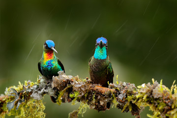 Fiery-throated Hummingbird, Panterpe insignis, and  Magnificent Hummingbird, Eugenes fulgens on the moss branch with rain. Wildlife fly action scene from tropic forest. Two shiny bird in habitat.