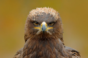 Detail portrait of eagle. Bird in the grass. Steppe Eagle, Aquila nipalensis, sitting in the grass on meadow, forest in background. Wildlife scene from nature. Bird with bill.