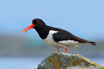 Oystercatcher in the nature habitat. Bird in the sea coast. Oystercatcher, Heamatopus ostralegus, water bird in the wave, with open red bill,Norway. Bird sitting on the yellow lichen stone.