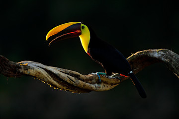 Chesnut-mandibled Toucan sitting on the branch in tropical rain with green jungle background....