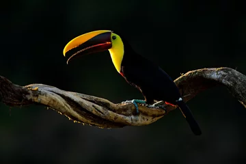 Papier Peint photo Toucan Toucan à mandibule marron assis sur la branche sous une pluie tropicale sur fond de jungle verte. Scène animalière de la nature avec un bel oiseau au gros bec. Toucan dans la nature. Lumière du soleil arrière.