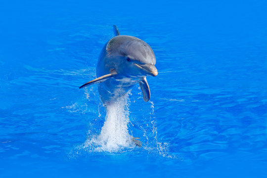 Ocean wave with animal. Bottlenosed dolphin, Tursiops truncatus, in the blue water. Wildlife action scene from ocean nature. Dolphin jump in the sea. Funny animal image in ocean. Marine life.