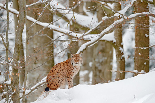 Lynx in snow forest. Portrait of Eurasian Lynx in winter. Wildlife scene from Czech nature. Snowy cat in nature habitat. Detail close-up portrait animal. Cold nature animal. White nature, wild cat.