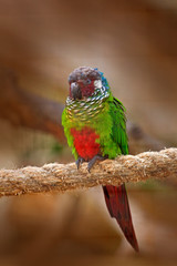Ochre-marked Parakeet or Blue-throated Parakeet, Pyrrhura cruentata, rare parrot from Brazil nature. Detail close-up portrait of bird. Bird from South America. Wildlife scene from tropic nature.