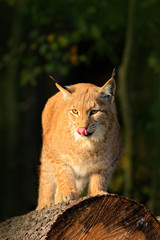 Eurasian Lynx in the forest, on the tree trunk. Cute lynx in the autumn forest. Wildlife scene from Europe. Lynx with tree trunk. Wild cat Lynx in the nature forest habitat.