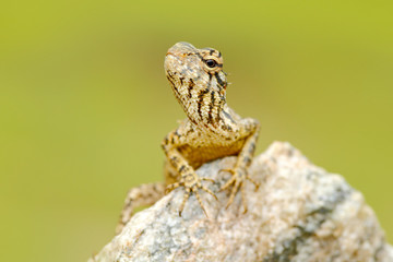Lizard from Asia, Calotes calotes, Green Garden Lizard, with beautiful yellow background. Wildlife scene from Asia Nature. Summer image with rare animal. Lizard on the stone. Holiday nature tour.