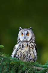 Long-eared Owl sitting on the branch in the fallen larch forest during autumn. Wildlife scene from the nature habitat. Bird on the spruce tree. Owl in the forest.