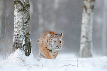 Tiger in snow