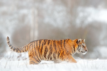 Fototapeta na wymiar Tiger in wild winter nature. Amur tiger running in the snow. Action wildlife scene with danger animal. Cold winter in tajga, Russia. Snowflake with beautiful Siberian tiger, Panthera tigris altaica